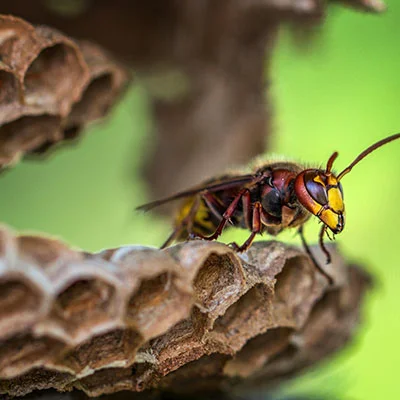 梅林固件如何解锁VLESS协议？从原理到实践的完整指南