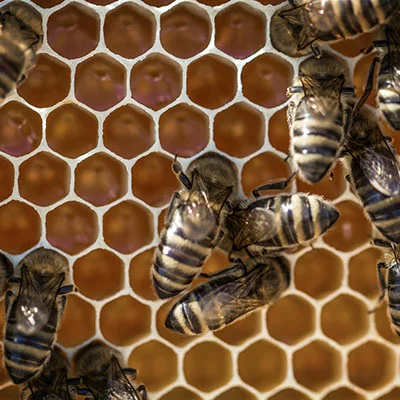 12月9日|21.3M/S，SSR节点/V2ray节点/Clash节点/Shadowrocket节点|免费订阅机场|每天更新免费梯子