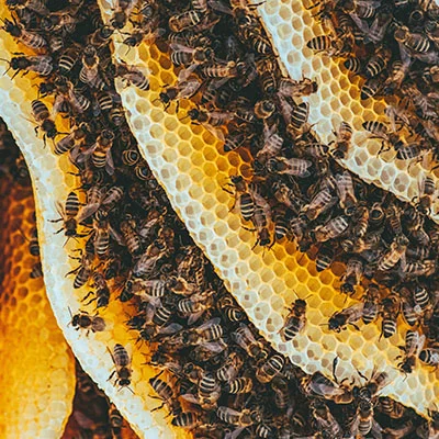 11月21日|18.1M/S，Shadowrocket节点/SSR节点/Clash节点/V2ray节点|免费订阅机场|每天更新免费梯子